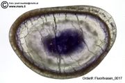 carved fluorite cups (Fluoritschalen)