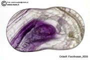 carved fluorite cups (Fluoritschalen)