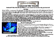 Authentic Scheelite Certificate