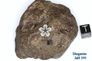 Diogenite - deep crustal material of large asteroid Diogenite - deep crustal material of large asteroid