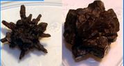 Egyptian Desert Concretion Whsl