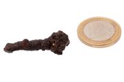 Egyptian Limonite Concretion