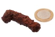 Egyptian Limonite Concretion