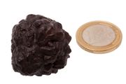 Egyptian Limonite Concretion