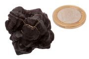 Egyptian Limonite Concretion