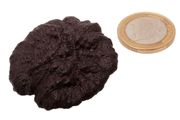 Egyptian Limonite Concretion