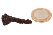 Egyptian Limonite Concretion