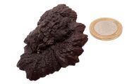 Egyptian Limonite Concretion