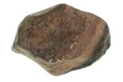 fine asteroidic meteorite