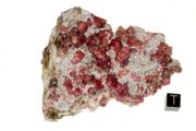 garnet raspberry 02a