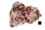 garnet raspberry 02a garnet raspberry 02a