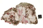 garnet raspberry 02b