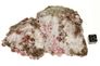 garnet raspberry 02b garnet raspberry 02b