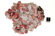 garnet raspberry 03a