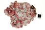 garnet raspberry 03a garnet raspberry 03a