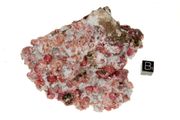 garnet raspberry 03b