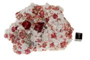 garnet raspberry 04a