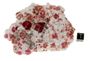garnet raspberry 04a garnet raspberry 04a