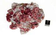 garnet raspberry 05a