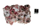 garnet raspberry 06a