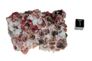 garnet raspberry 06a garnet raspberry 06a
