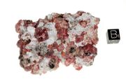 garnet raspberry 06b