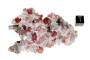 garnet raspberry 07a