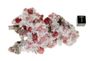 garnet raspberry 07a garnet raspberry 07a