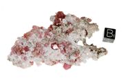 garnet raspberry 07b