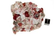 garnet raspberry 08a