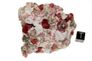 garnet raspberry 08a garnet raspberry 08a