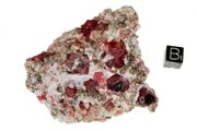 garnet raspberry 08b