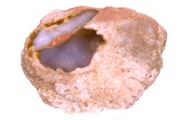 Herzachat - Bhmen, heart agate - Bohemia