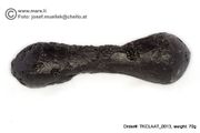 Huge 70 gram Tektite - Dumbbell