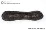  Huge 71 gram Tektite - Dumbbell