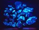 Authentic! Luminescent Scheelite