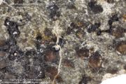 <B><U>Martian Rocks</B></U>