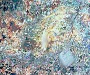 Mesosiderite fr. Bondoc, Philippines
