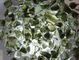 Moldavite, 15g lots (0,35-1,5gr), $7.60/gr+ Moldavite, 15g lots (0,35-1,5gr), $7.60/gr+