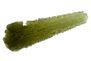 Moldavite drops  museum quality 14.49g