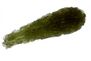 Moldavite drops  museum quality 17.56g
