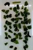 Moldavite, lot 173gr, decent regular quality $1700