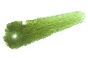 <B><U>Top Colour Moldavite fr. $7.77/gr up</B></U>