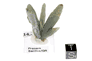 Museum quality Prasem green quartz cluster #6 Museum quality Prasem green quartz cluster #6