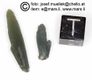 Prasem - Seriphos Green Quartz, large X Prasem - Seriphos Green Quartz, large X