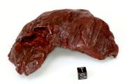 Sikhote Alin Shrapnel 1374g