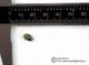 sold! Alexandrite, Russia, crystal for healing 7mm max sold! Alexandrite, Russia, crystal for healing 7mm max