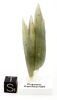 SOLD! Verkauft! Vente museum grade Prase cluster with tiny native iron rose SOLD! Verkauft! Vente museum grade Prase cluster with tiny native iron rose