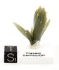Sold: top museum grade Prasem cluster Sold: top museum grade Prasem cluster