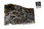 View list of Seymchan iron-pallasite View list of Seymchan iron-pallasite